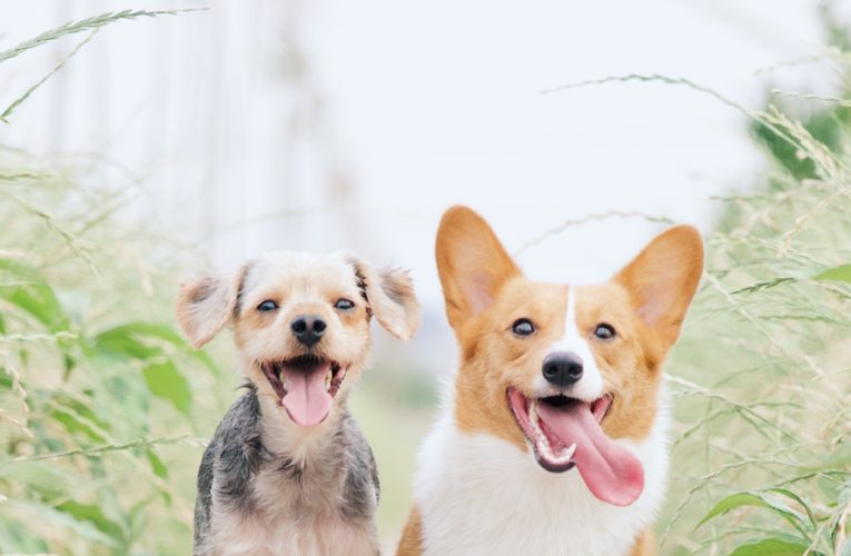 Preventing Home Dog Fights in St. Paul
